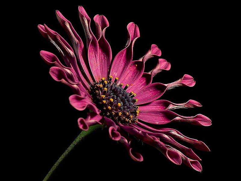African daisy (for Jeri) graph background, african, black, wall, africa graphy flower, pink, daisy, HD wallpaper