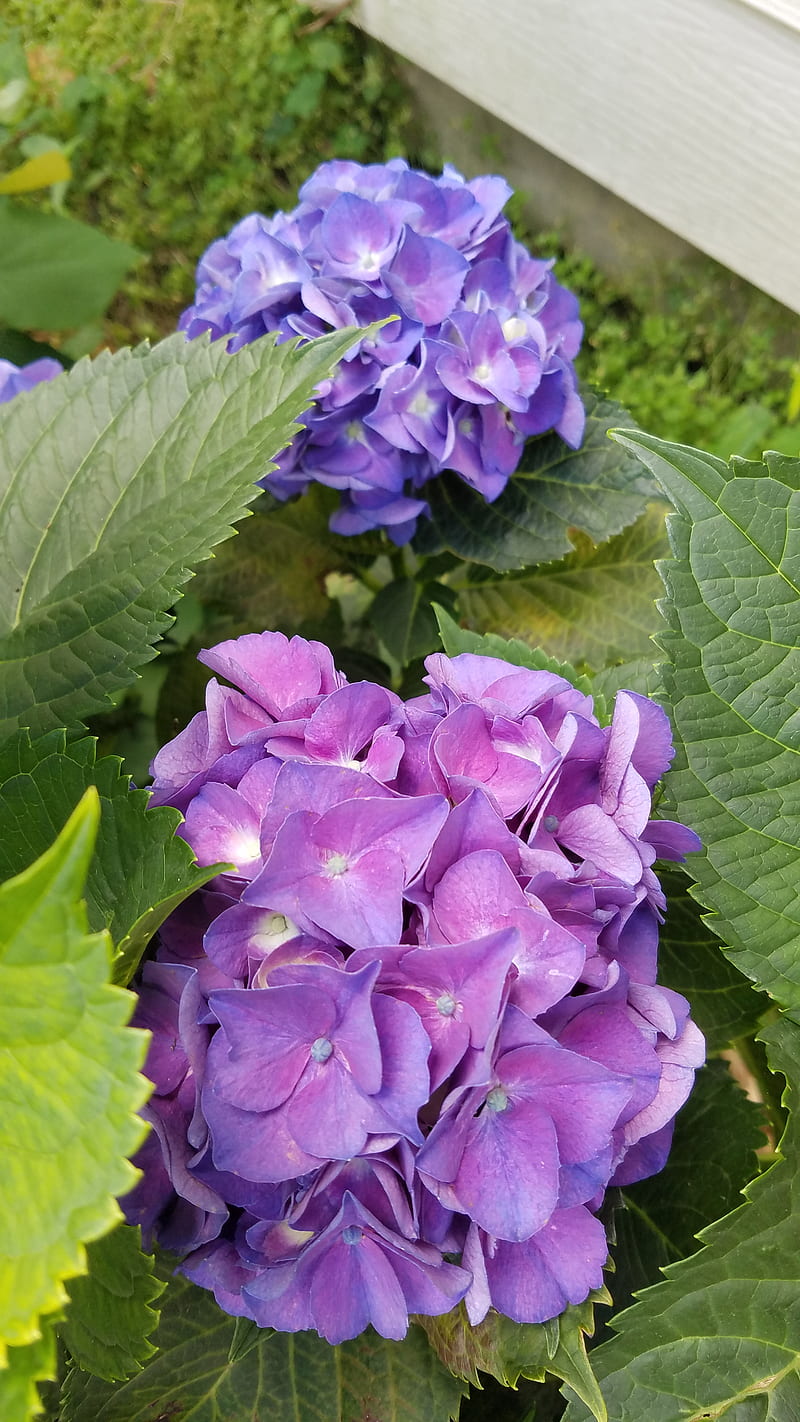 Hydrangea, blooming, blue, bush, flowers, nature, perennial, purple, summercolor, HD phone wallpaper