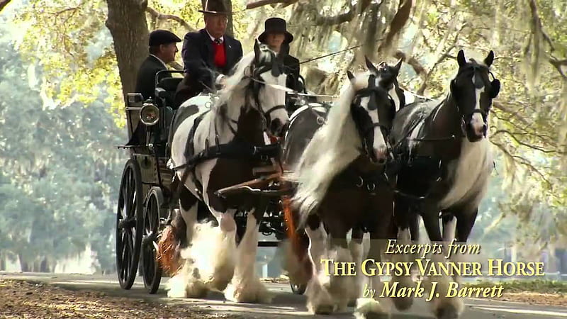 The Gypsy Vanner Horse documentary by Mark & Jackie Barrett, HD wallpaper