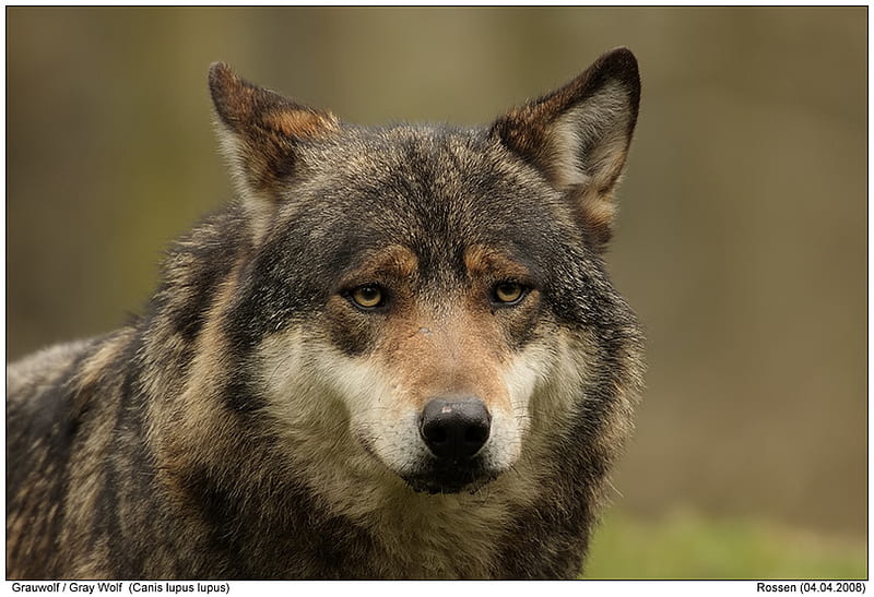 The Wolf, european wolf, poem, HD wallpaper