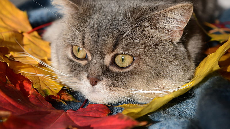 Closeup Of Yellow Eyes Brown Cat Cat, HD wallpaper
