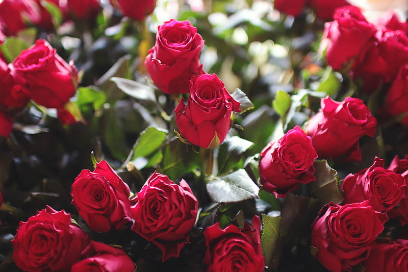 Fill the Frame graphy of Red Roses, HD wallpaper