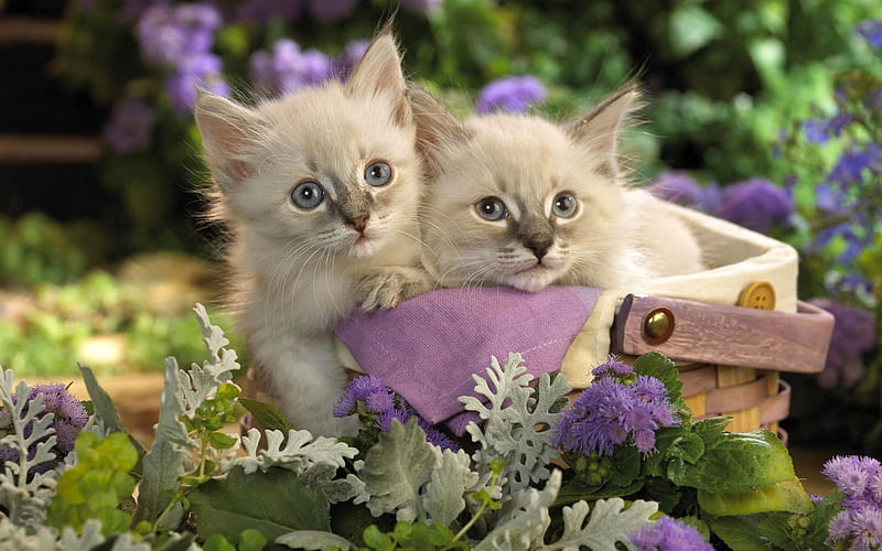 Two Kittens, basket, shopping, kittens, flowers, cat, pair, animal, HD wallpaper