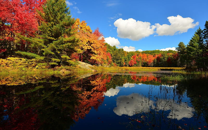 Sunny Day, autumn, day, sunny, nature, reflection, trees, clouds, lake ...