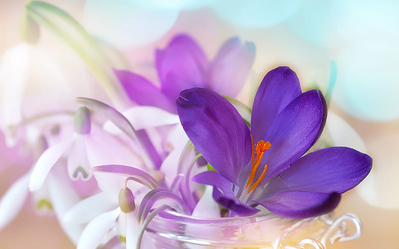 Purple Saffron Bloom Flower Plant, HD wallpaper