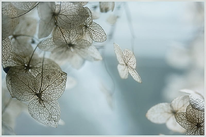 LACY DREAMS, dreamy, lacy, dry, plant, flower, HD wallpaper