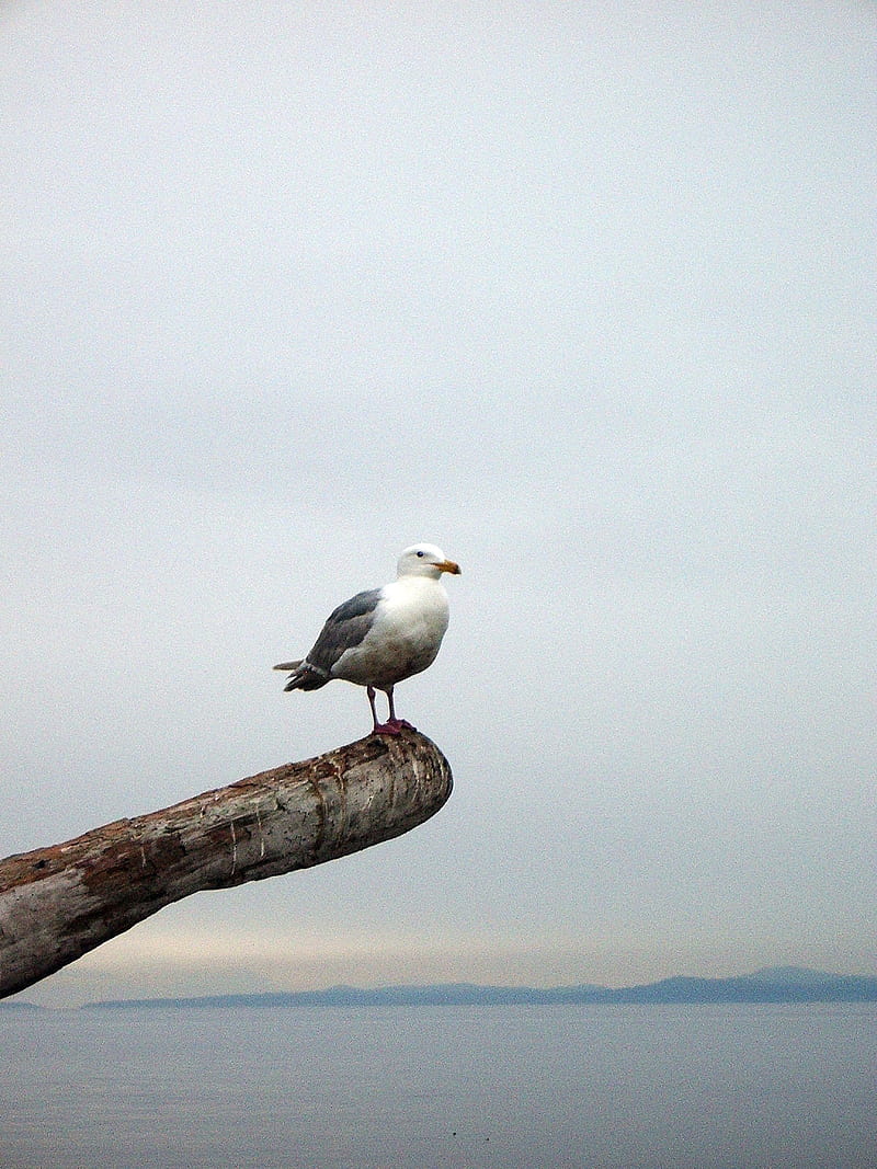 seagull, bird, beam, horizon, HD phone wallpaper