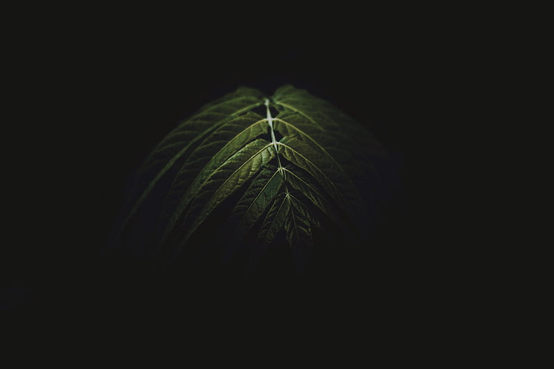 branch, leaves, dark, green, HD wallpaper