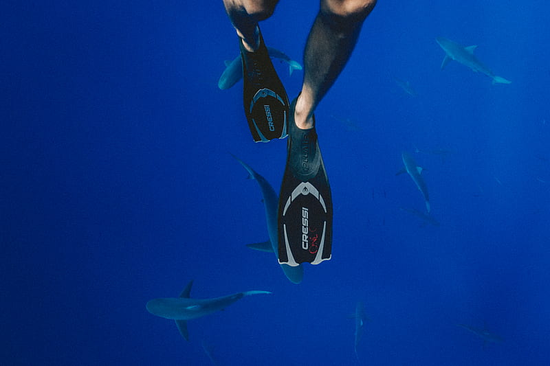 person wearing black diving flippers swimming above school of sharks underwater graphy, HD wallpaper