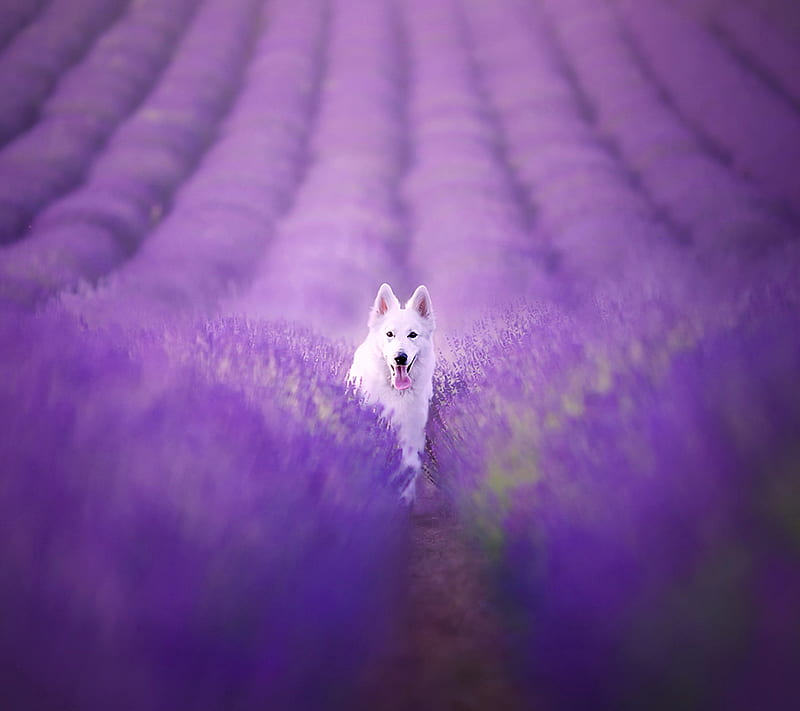 Dog, field, flowers, purple, HD wallpaper