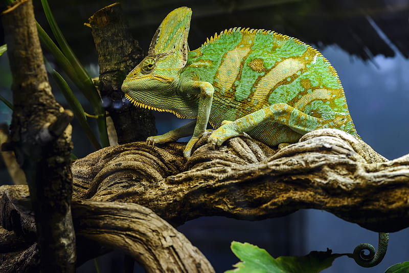 chameleon, reptile, green, mimicry, HD wallpaper