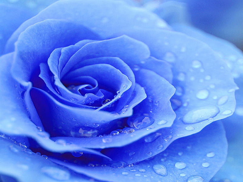 True Love Tears of My Heart, rose, flower, nature, bonito, drops, blue rose, HD wallpaper