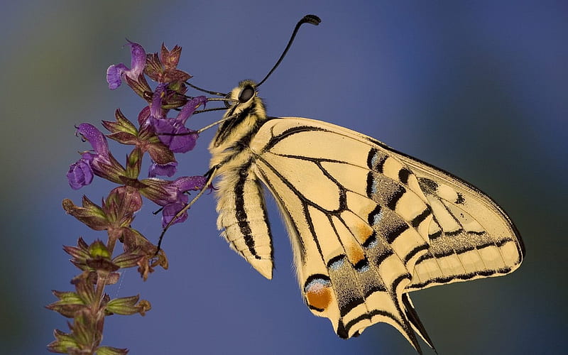 Swallowtail Butterfly, HD wallpaper