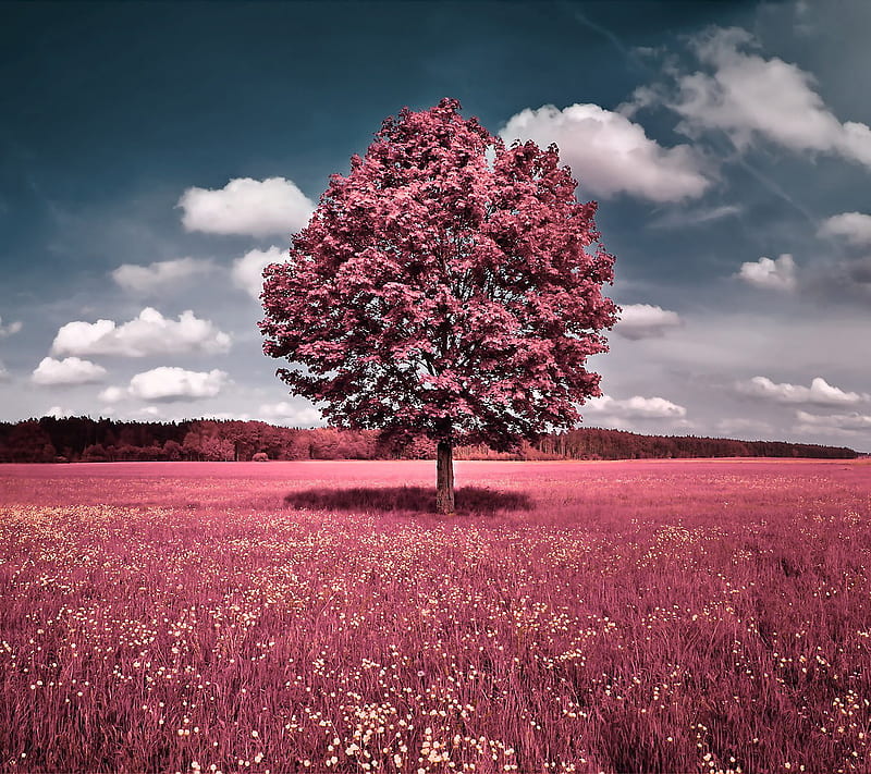 Forma de amor de campo rosa, árbol, árboles, tú, Fondo de pantalla HD |  Peakpx