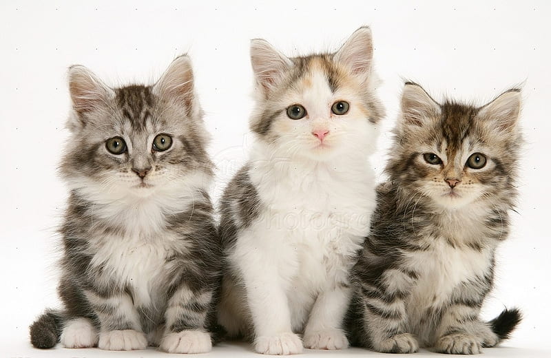 Three cute kittens, cute, kittens, three, cats, animals, HD ...
