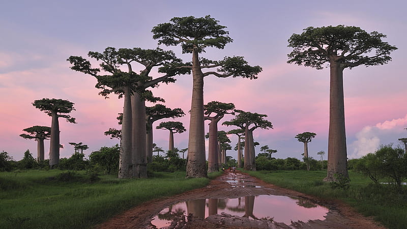 Baobabs, tree, nature, HD wallpaper