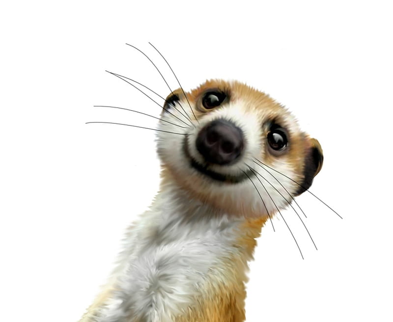 Selfie, meerkat, funny, animal, HD wallpaper | Peakpx