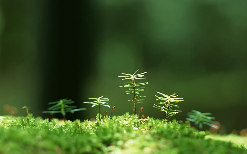 Just Starting Out, sprout, evergreen, plant, sunlight, daylight, green, day, nature, light, HD wallpaper