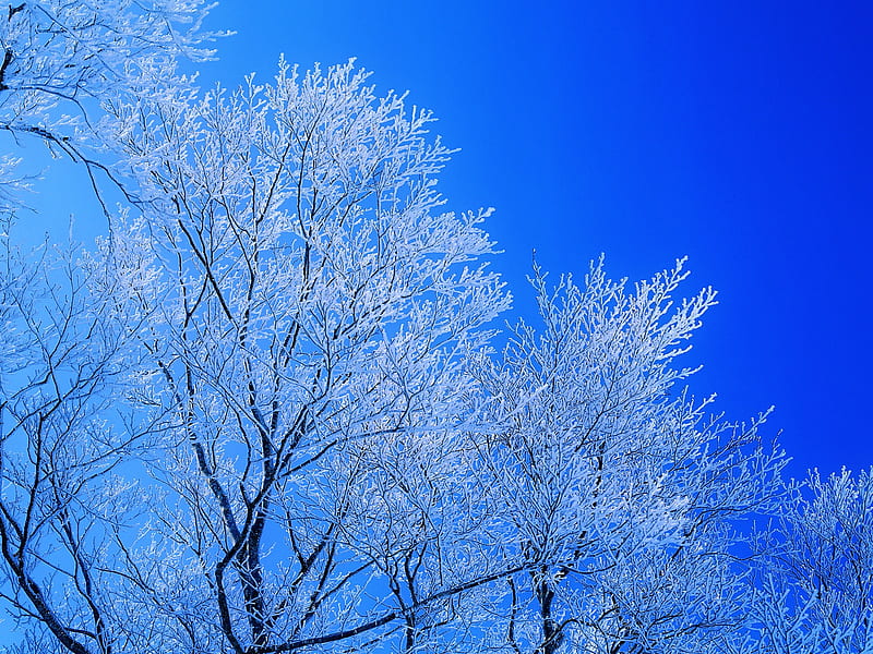 Blue Sky, tree, nature, sky, blue, HD wallpaper | Peakpx