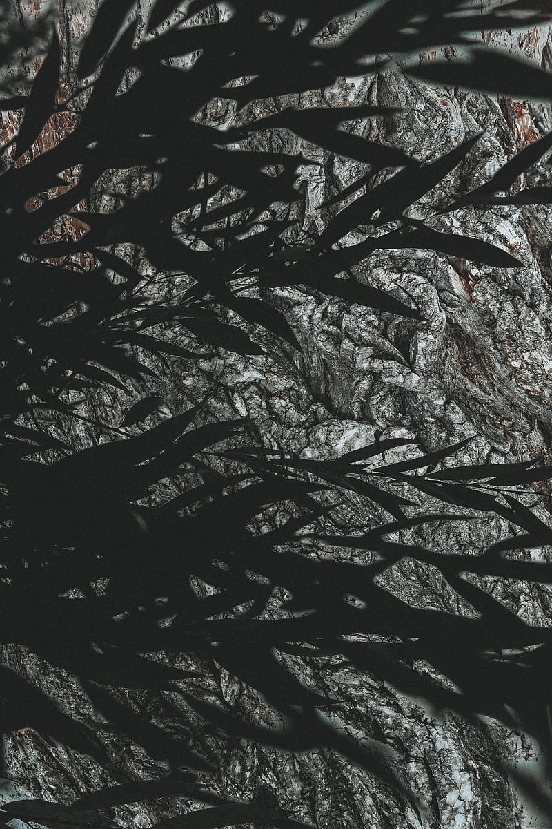 branches, leaves, dark, shadow, HD phone wallpaper