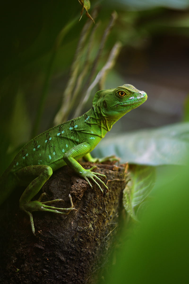 lizard, reptile, green, wildlife, HD phone wallpaper