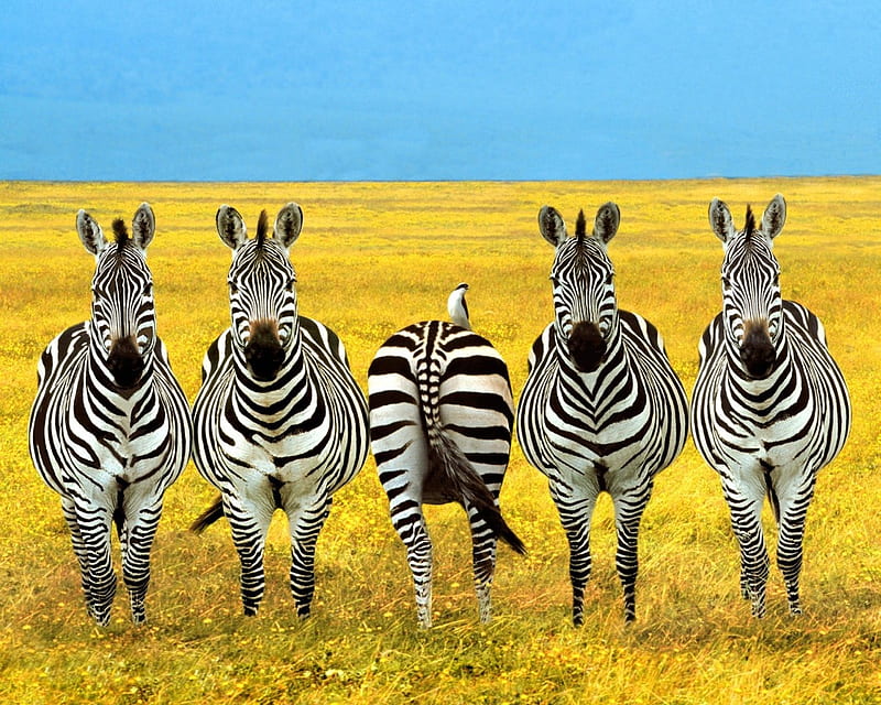 Dare to be Different!, yellow, slogan, zebras, africa, HD wallpaper