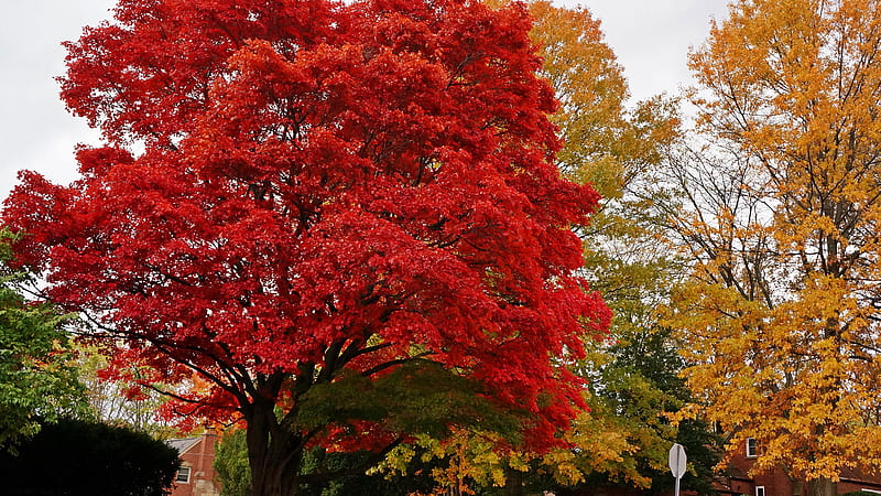 Gorgeous Autumn View, Gorgeous Fall View, Gorgeous Fall, Gorgeous 