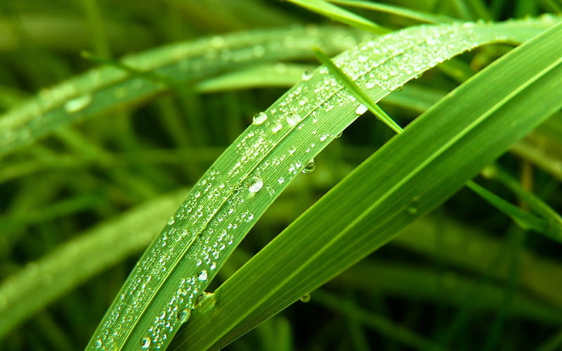 Fresh grass leaves dew-Macro, HD wallpaper