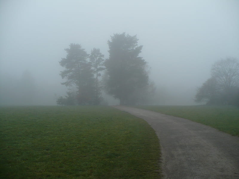 misty way, fall, autumn, foggy, grass, bonito, trees, fog, green, misty, morning, way, field, landscape, HD wallpaper