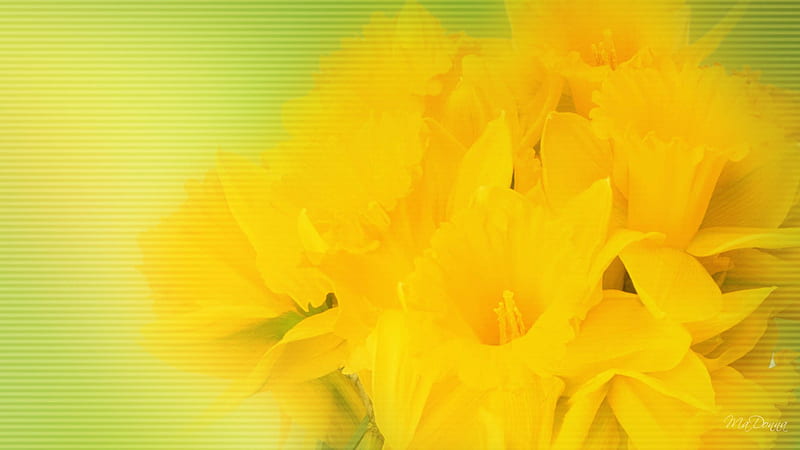 Daffodil Surprise, green, fresh, flowers, yellow, daffodil, firefox persona, spring, HD wallpaper