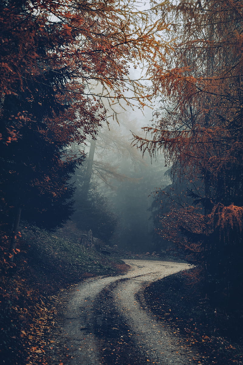 forest, road, fog, trees, autumn, nature, HD phone wallpaper