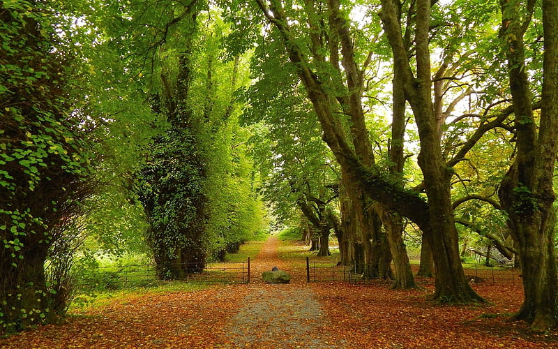 Avenue with Gate, gate, avenue, horse-chestnut, path, alley, trees, HD wallpaper