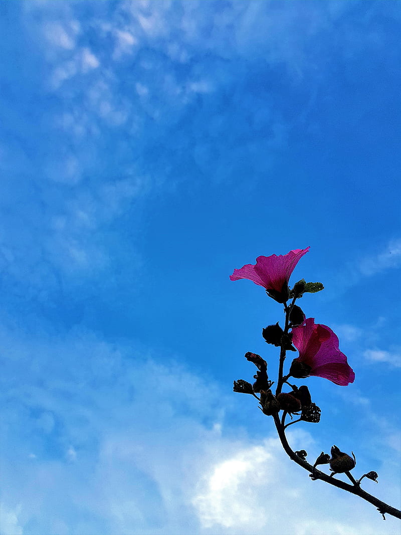 Flor rosa 2, bonito, azul, nube, color, flor, flores, rosa, cielo, Fondo de  pantalla de teléfono HD | Peakpx