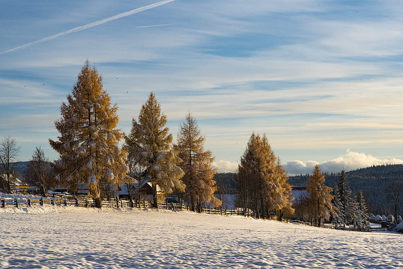 brown trees on snow covered ground under blue sky during daytime, HD wallpaper