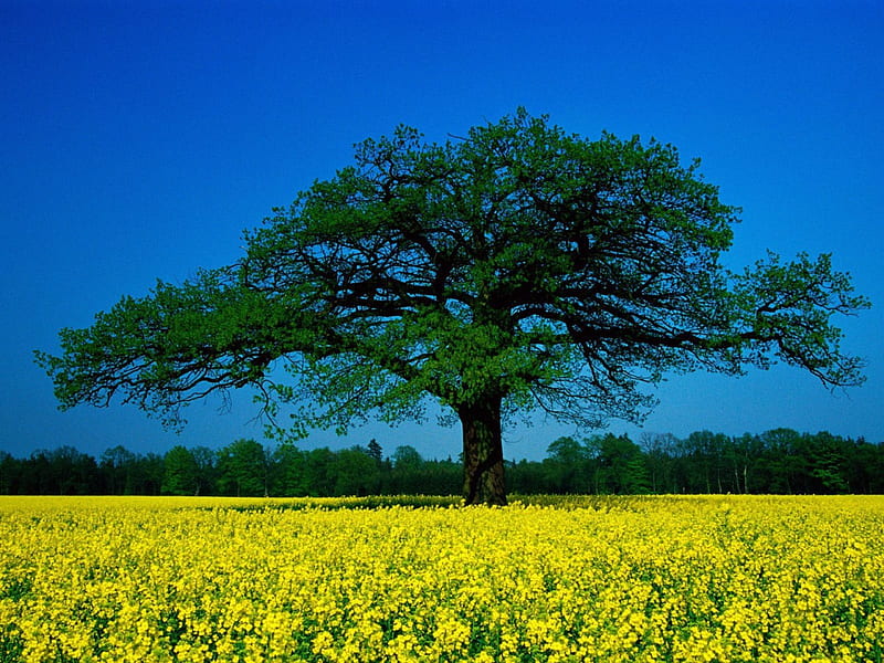 Seasonal Splendor, yellow, tree, rape, blooms, HD wallpaper