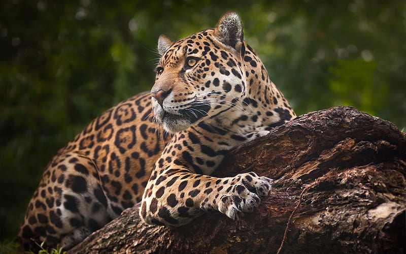 jaguar, wildlife, wild cat, forest, HD wallpaper
