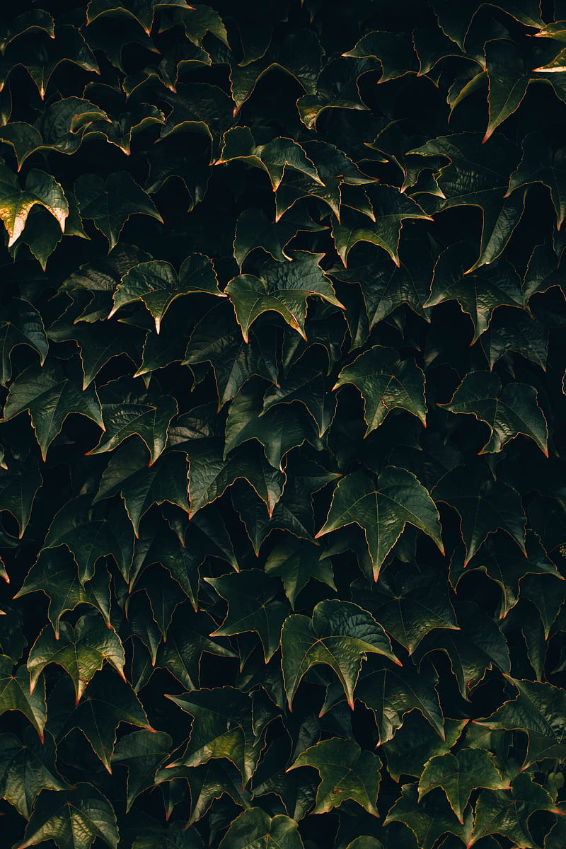 leaves, plant, green, surface, HD phone wallpaper