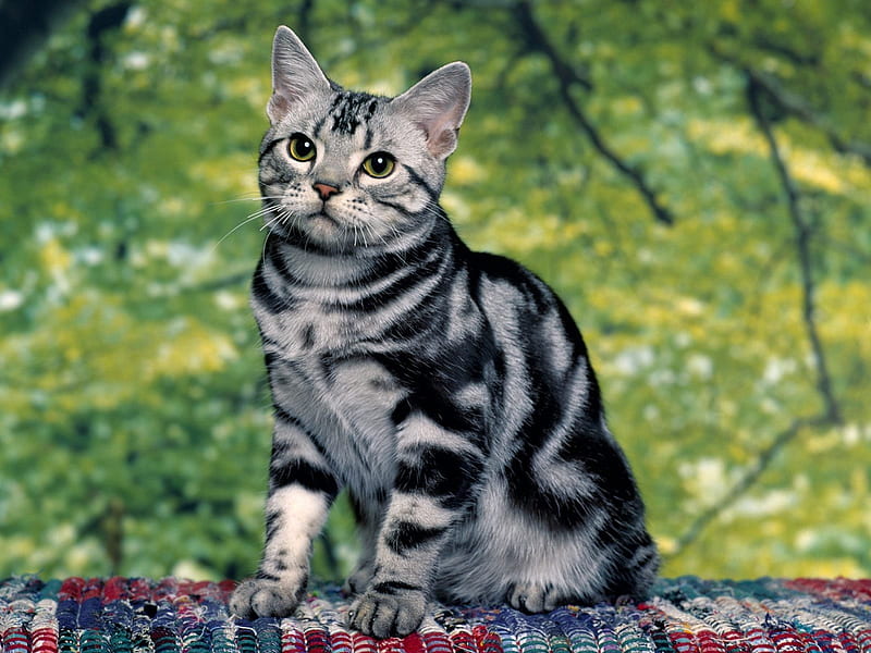 striped silver Tabby!, pretty, lovely, striped, black and gray, bonito, cute, nice, green, kitten, HD wallpaper