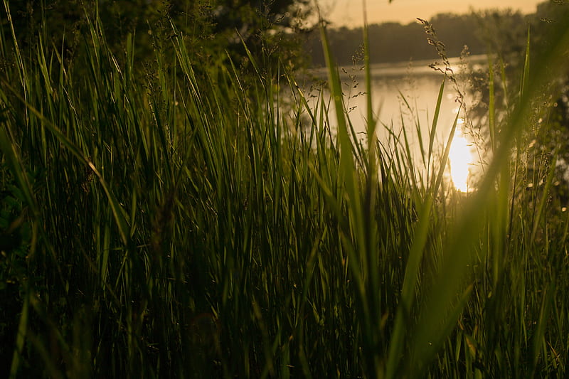 Grass Sunset, grass, sunset, nature, HD wallpaper