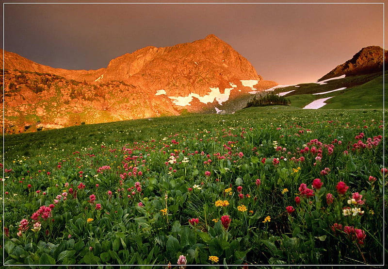 Mt Rainier National Park, flowers, snow, landscape, meadow, HD wallpaper