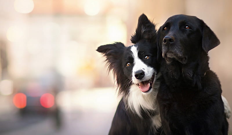 Friends, cute, border collie, black, white, couple, dog, animal, HD wallpaper
