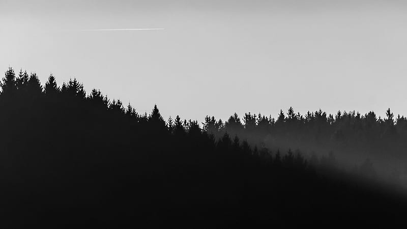 Minimalist Black Forest, Black and Grey Minimal, HD wallpaper