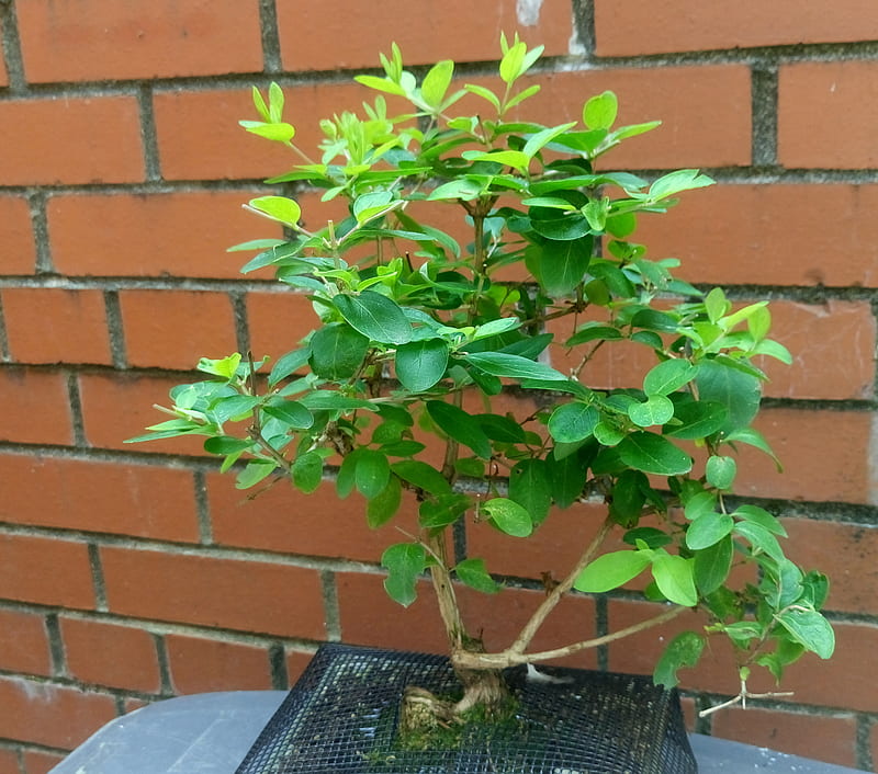 Bonsai Honeysuckle., bonsai, honeysuckle, green, Shrub, plant, HD wallpaper