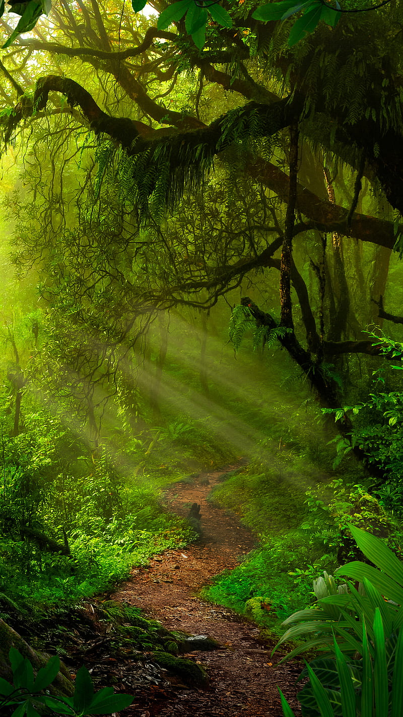 Selva, naturaleza, Fondo de pantalla de teléfono HD | Peakpx