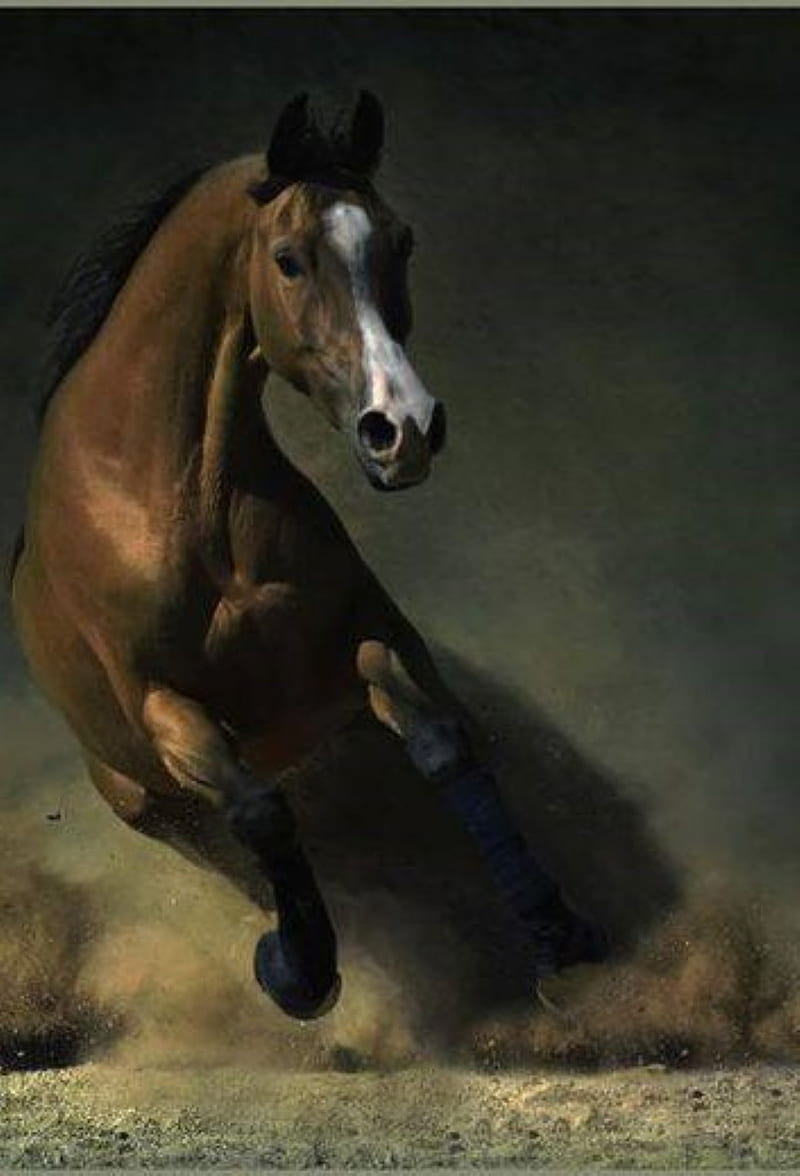 wild horse, sand, HD phone wallpaper