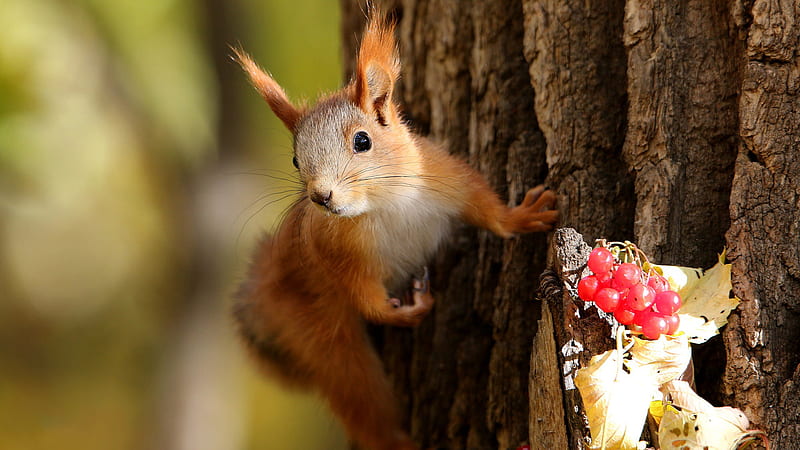 Red Squirrel Is Climbing On Tree With Shallow Background Squirrel, HD wallpaper