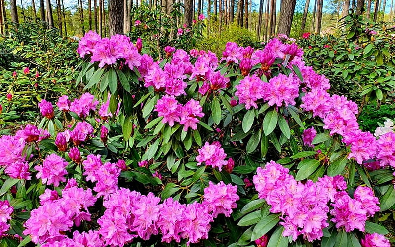 Rhododendrons in Latvia, Latvia, flowers, pink, rhododendrons, spring ...