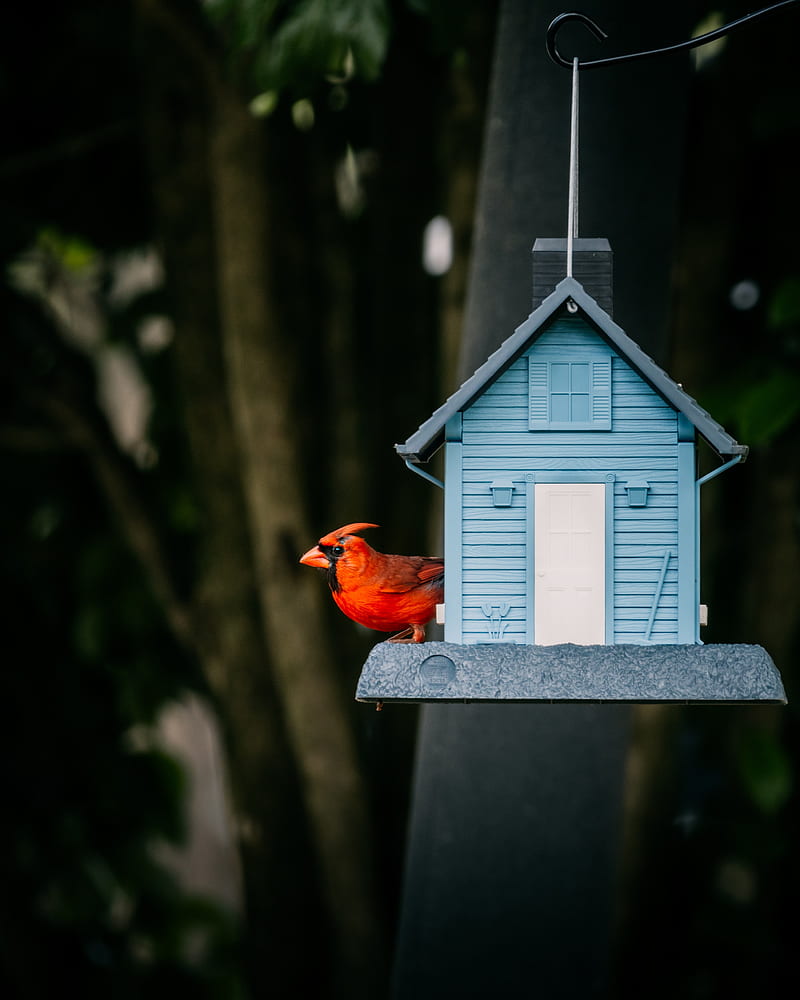 red cardinal, bird, birdhouse, HD phone wallpaper