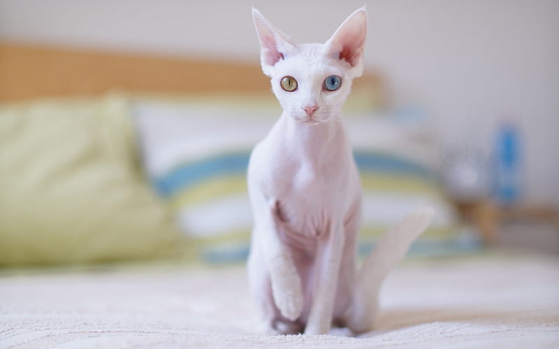 Cornish Rex, domestic cat, white cat, heterochromia, different color eyes, cats, HD wallpaper