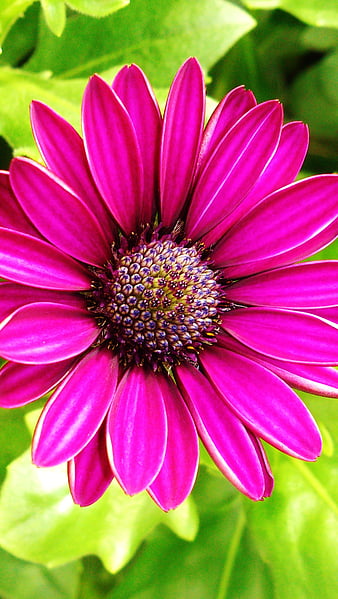 Colour full Flower, best, colour full, flower, flowers